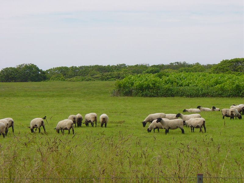 焼尻島の羊