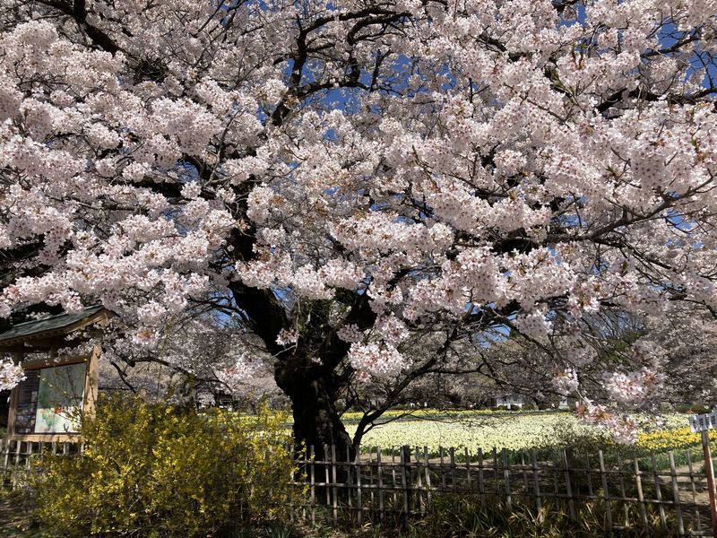 神代桜の花々