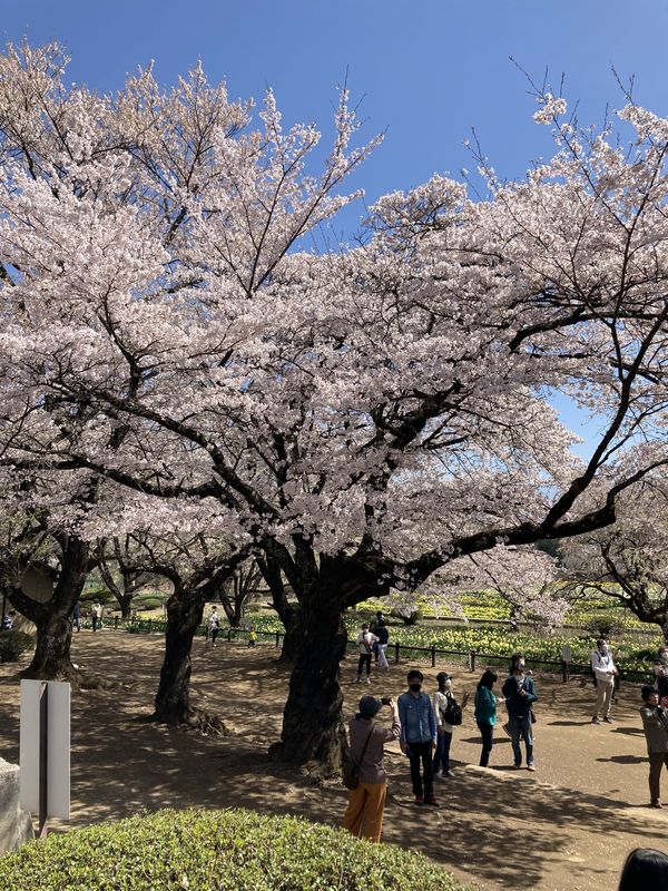 神代桜の花々