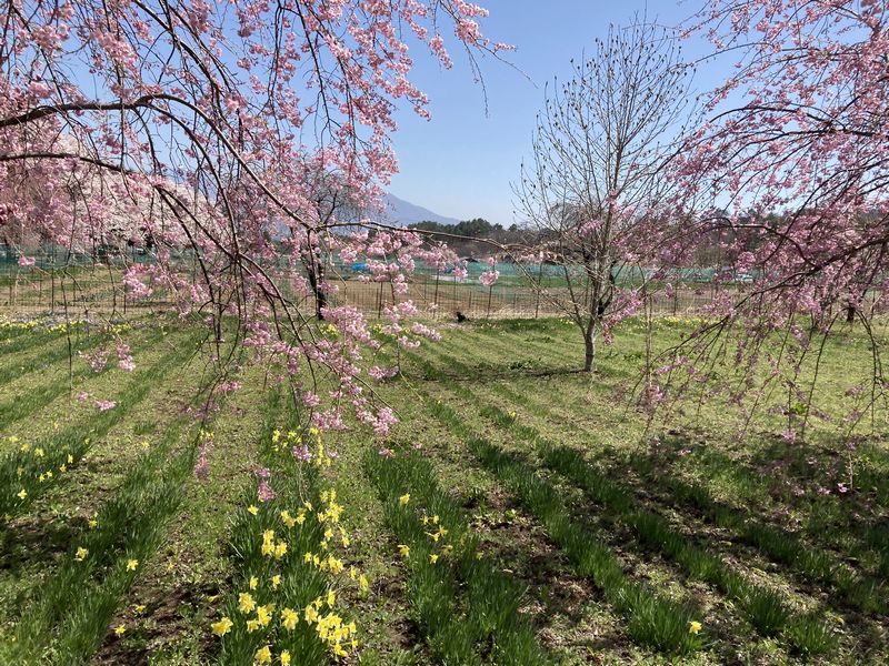 真原桜並木花々